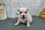 maltese-puppy-picture-7154e382-cd.jpg