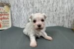 maltese-puppy-picture-7154e382-cd.jpg