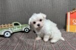 maltese-puppy-picture-7154e382-cd.jpg