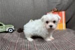 maltese-puppy-picture-7154e382-cd.jpg