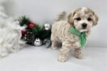 malti-poo-maltipoo-puppy-pict-2.jpg