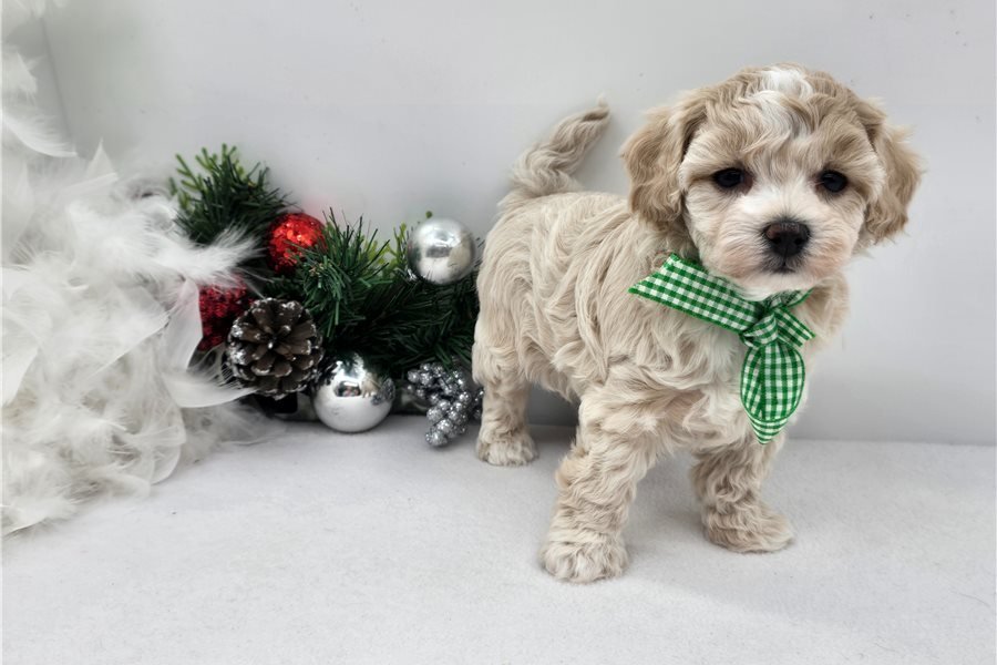 malti-poo-maltipoo-puppy-pic-10.jpg