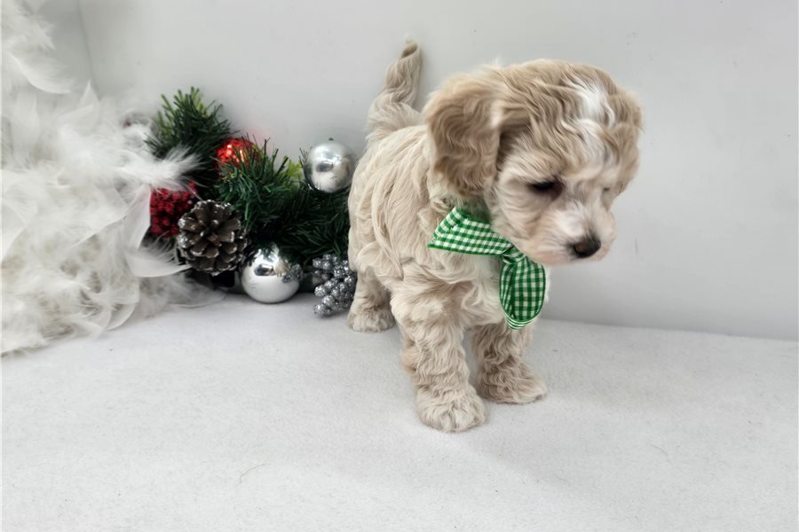 malti-poo-maltipoo-puppy-pict-1.jpg