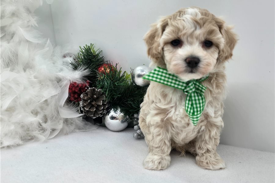 malti-poo-maltipoo-puppy-pict-2.jpg