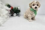 malti-poo-maltipoo-puppy-pict-2.jpg