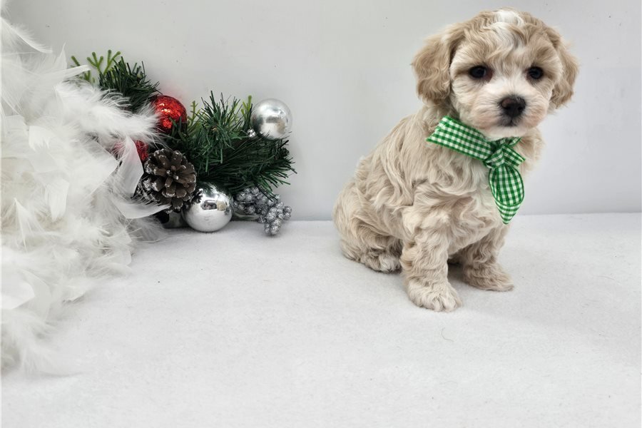 malti-poo-maltipoo-puppy-pict-3.jpg