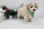 malti-poo-maltipoo-puppy-pict-2.jpg