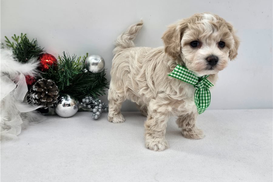 malti-poo-maltipoo-puppy-pict-4.jpg