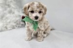 malti-poo-maltipoo-puppy-pict-2.jpg