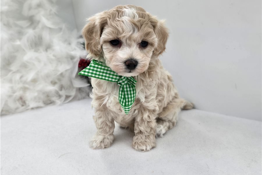 malti-poo-maltipoo-puppy-pict-5.jpg