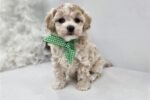 malti-poo-maltipoo-puppy-pict-2.jpg