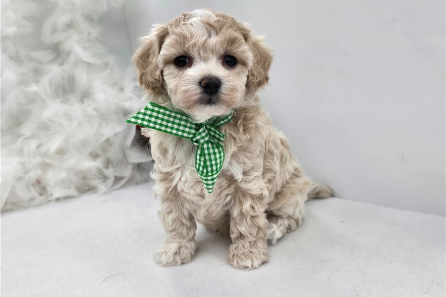 malti-poo-maltipoo-puppy-pict-6.jpg