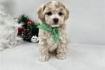 malti-poo-maltipoo-puppy-pict-2.jpg
