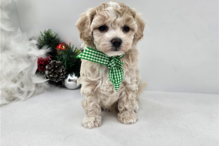malti-poo-maltipoo-puppy-pict-7.jpg
