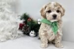 malti-poo-maltipoo-puppy-pict-2.jpg