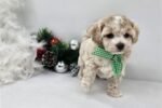 malti-poo-maltipoo-puppy-pict-2.jpg