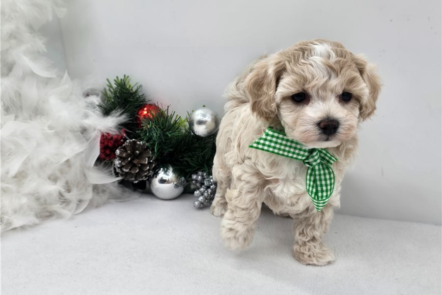 malti-poo-maltipoo-puppy-pict-9.jpg
