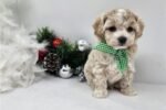 malti-poo-maltipoo-puppy-pict-2.jpg