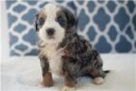 mini-bernedoodle-puppy-picture-6b4f9eec-040b.jpg