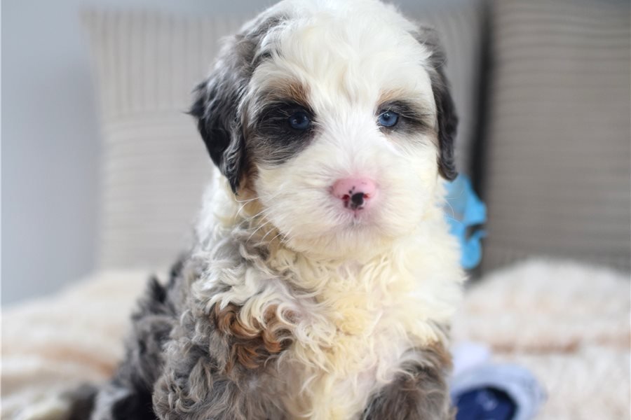 mini-bernedoodle-puppy-picture-6b4f9eec-040b-1.jpg