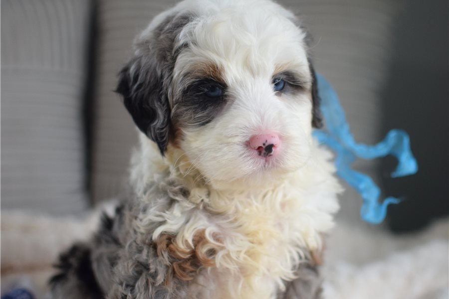 mini-bernedoodle-puppy-picture-738a3223-5760.jpg