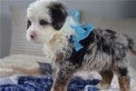 mini-bernedoodle-puppy-picture-6b4f9eec-040b.jpg