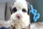 mini-bernedoodle-puppy-picture-6b4f9eec-040b.jpg
