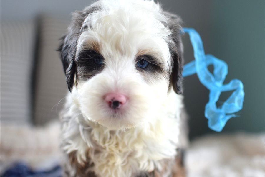 mini-bernedoodle-puppy-picture-bb994a4f-c88b.jpg