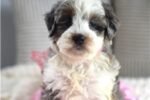 mini-bernedoodle-puppy-picture-6b4f9eec-040b.jpg