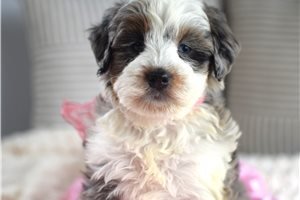 mini-bernedoodle-puppy-picture-bd9c6146-e83a.jpg