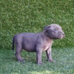 blue-lola.jpg