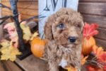 aussiedoodle-puppy-picture-bd80aa.jpg