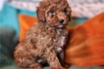 aussiedoodle-puppy-picture-bd80aa.jpg