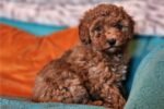aussiedoodle-puppy-picture-bd80aa.jpg