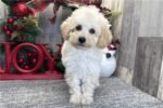 poodle-miniature-puppy-picture-90.jpg