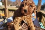 aussiedoodle-puppy-picture-bd80aa.jpg
