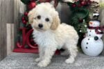 poodle-miniature-puppy-picture-90.jpg