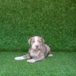 red-joey-copertina.jpg.webp