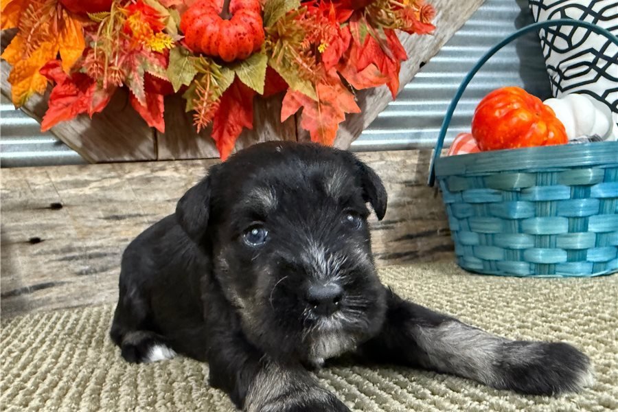 schnauzer-miniature-puppy-pic-1.jpg
