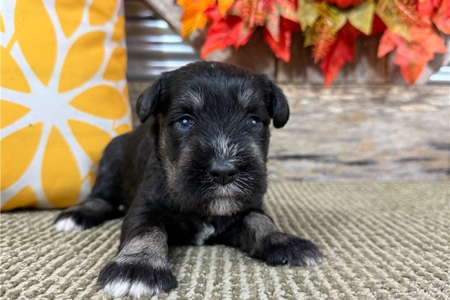 schnauzer-miniature-puppy-pic-2.jpg