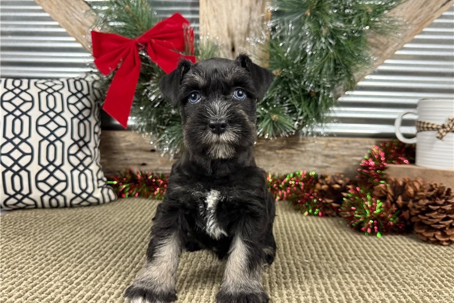 schnauzer-miniature-puppy-pic-3.jpg