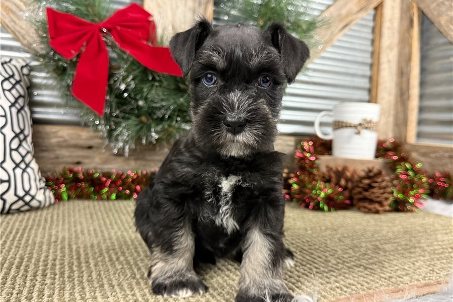 schnauzer-miniature-puppy-pic-4.jpg