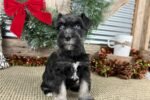 schnauzer-miniature-puppy-pic-4.jpg