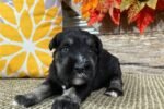 schnauzer-miniature-puppy-pic-4.jpg