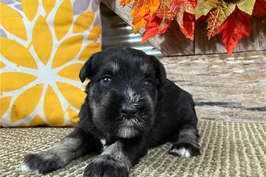 schnauzer-miniature-puppy-pic-6.jpg