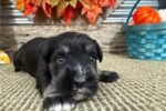 schnauzer-miniature-puppy-pic-4.jpg
