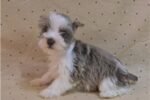 schnauzer-miniature-puppy-picture-82ab906.jpg