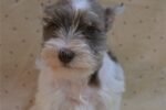 schnauzer-miniature-puppy-picture-82ab906.jpg