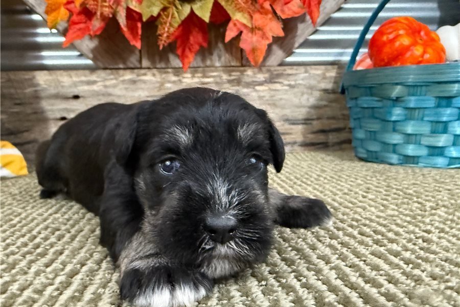 schnauzer-miniature-puppy-picture.jpg