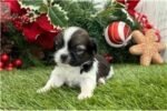 shih-tzu-puppy-picture-0fbfce1f-d.jpg